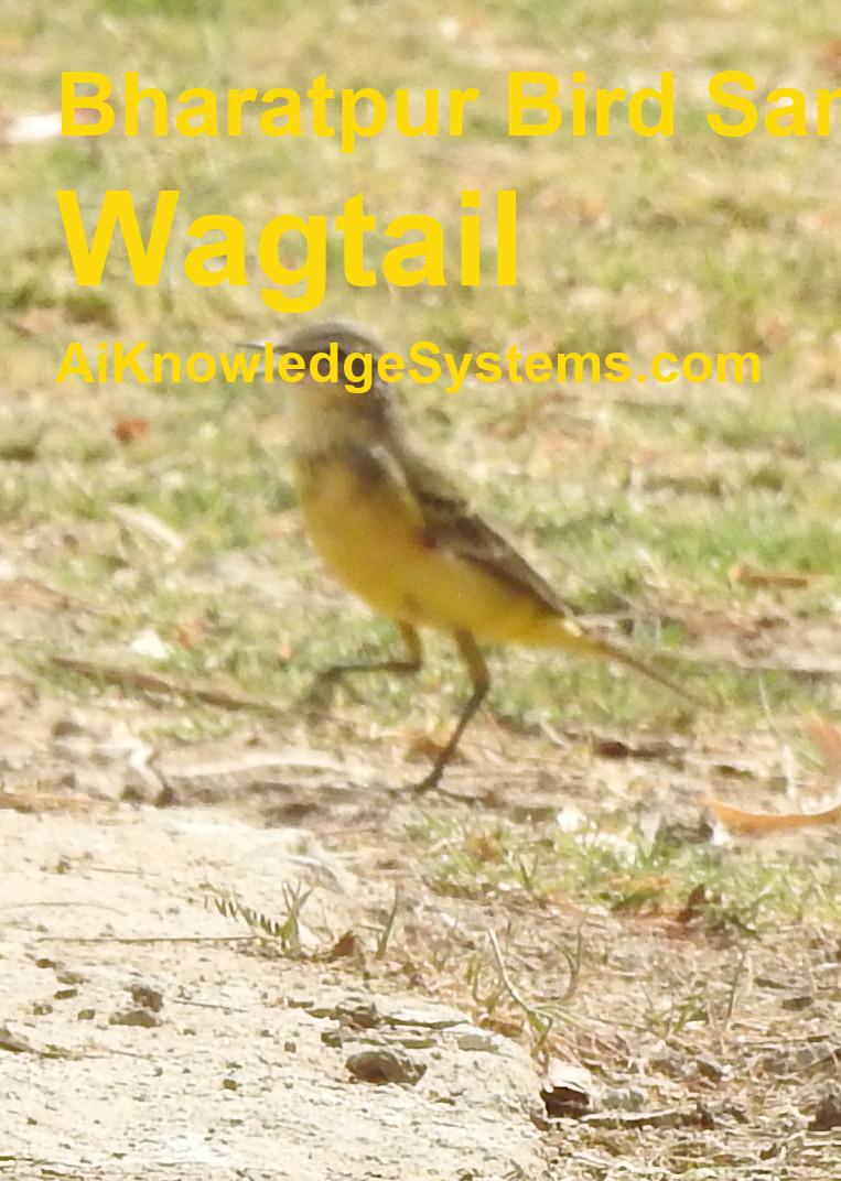 Wagtail (37) Coming Soon